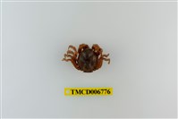 藏品(短指和尚蟹)的圖片